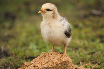 Küken mit Huhn