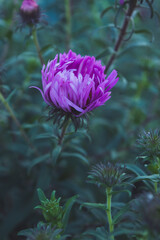 Beautiful flowers in the garden