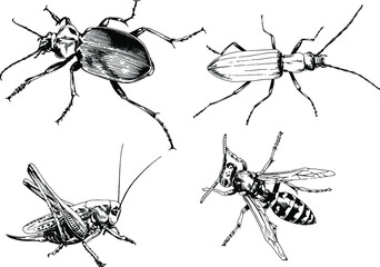 vector drawings sketches different insects bugs Scorpions spiders drawn in ink by hand , objects with no background