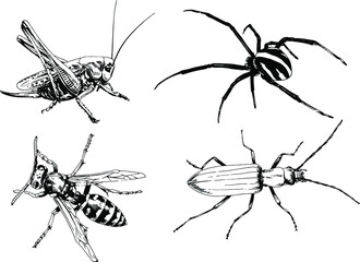 vector drawings sketches different insects bugs Scorpions spiders drawn in ink by hand , objects with no background