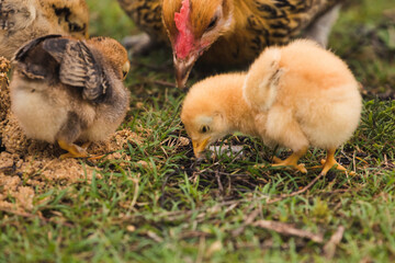Nebel in Kinderdijk Holland, Postkarte, romantisch