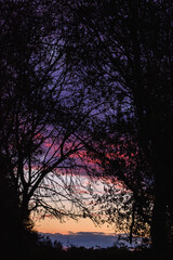 Obraz na płótnie Canvas Vibrant Golden Sunset with Tree Silhouette