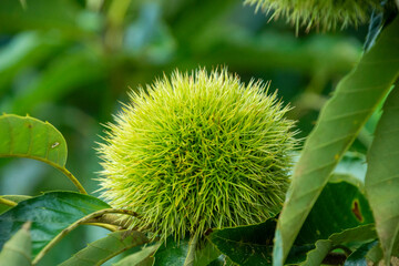 若い栗の実　鹿児島県出水市
