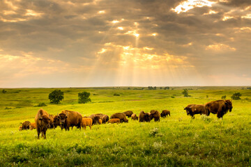 These impressive American Bison wander the plains of the Kansas Maxwell Prairie Preserve