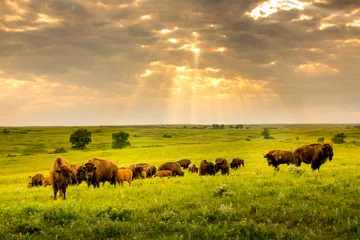 Fototapete Bison Diese beeindruckenden amerikanischen Bisons wandern durch die Ebenen des Kansas Maxwell Prairie Preserve