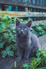 Cat resting in nature in the village