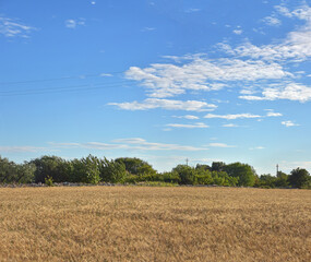 Obraz premium Close up of ears of wheat in a field