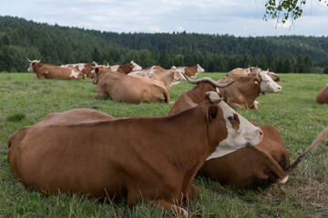 Spotted cows are lying in the pasture.