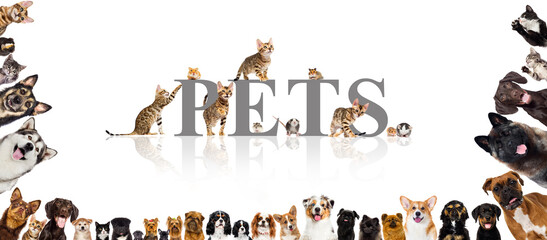 group of pets cats and dogs and rodents on a white background