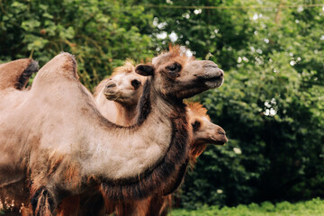 Heads of two camels in the Gobi desert in Mongolia. Close up nose, mouth and eyes of big brown...