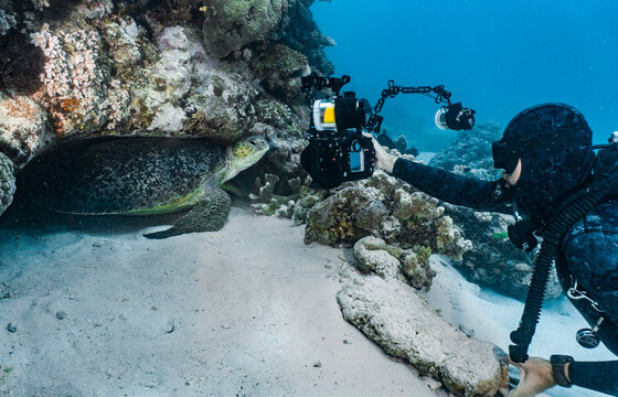 diver takes picture of a giant green sea turtle (Chelonia mydas)