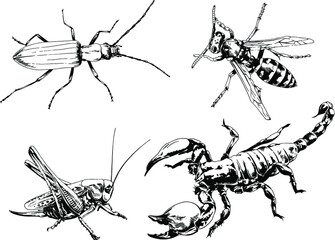 vector drawings sketches different insects bugs Scorpions spiders drawn in ink by hand , objects with no background