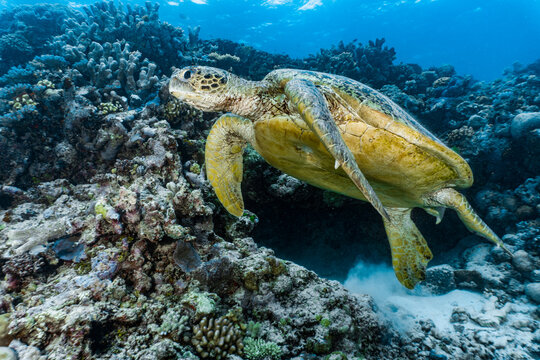 giant green sea turtle (Chelonia mydas) at the Great Barrier Reef