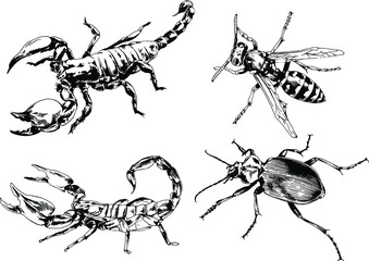 vector drawings sketches different insects bugs Scorpions spiders drawn in ink by hand , objects with no background