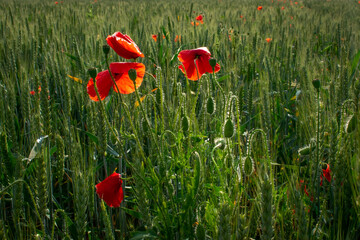 Red Poppies in Wheat Field Ireland