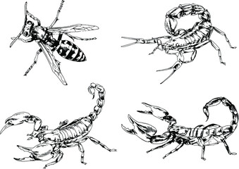 vector drawings sketches different insects bugs Scorpions spiders drawn in ink by hand , objects with no background