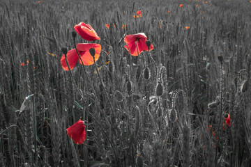 Abstract Colors of Poppies in Wheat Field