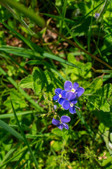 Pretty Blue Flower Petals