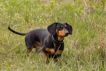 dachshund on the grass
