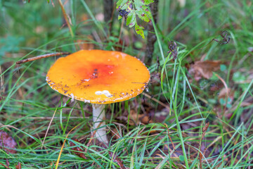 Red mushroom on fir forest