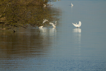 Great egrets on the lake