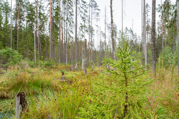 Obraz premium Fir swamp forest, moss, blueberry and lingonberry