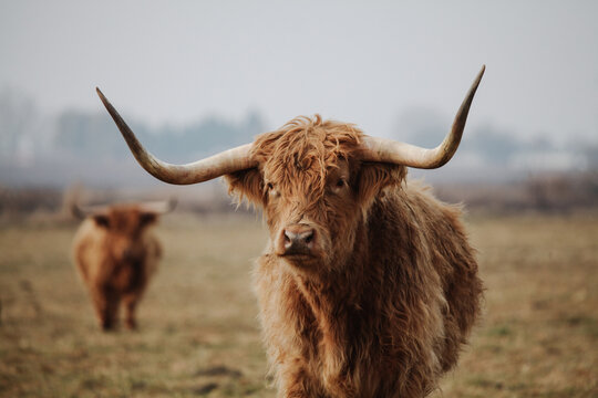 Scottish highland cow in winter pasture