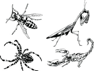 vector drawings sketches different insects bugs Scorpions spiders drawn in ink by hand , objects with no background