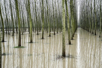 Gravellona Lomellina - 03/17/2011: flooded poplar grove