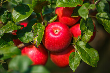 large ripe red apples hanging from tree branch in orchard ready for harvesting