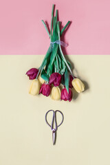 Florist concept with vintage scissors and bouquet of fresh tulips, on a retro color palette background. Flower design boutique mock up, or floral artist shop template. Minimal composition, flat lay