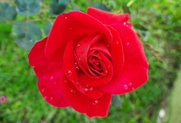 beautiful red rose
