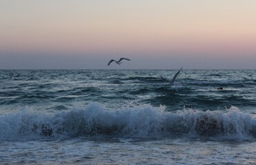 Fototapeta premium Seagulls over the waves of the Black Sea of the evening Olenevka