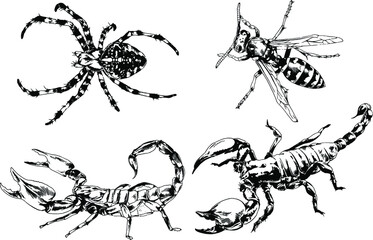 vector drawings sketches different insects bugs Scorpions spiders drawn in ink by hand , objects with no background