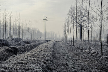 Mortara -12/30/2011: po valley poplar trees covered with frost