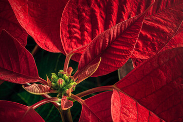 Poinsettia