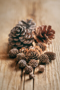 Pine Cones