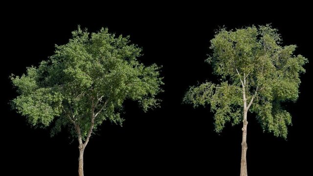 High quality 10bit footage of trees on the wind isolated with alpha channel. Perfect for compositing. Made from 14bit RAW