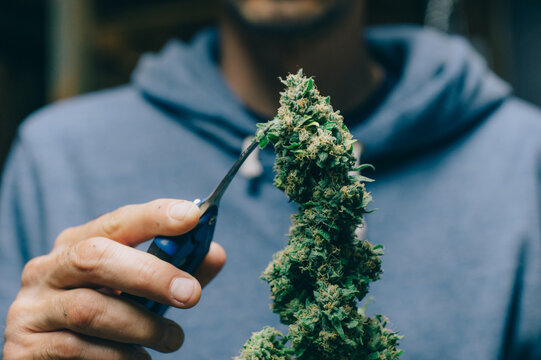 Anonymous Man Clipping Mature Cannabis Buds
