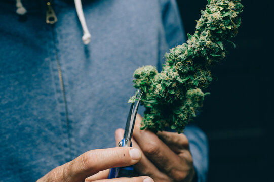 Anonymous Man Clipping Mature Cannabis Buds