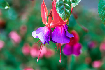 Nahaufnahme von rot violett blühenden Fuchsien Howlert's Hardy