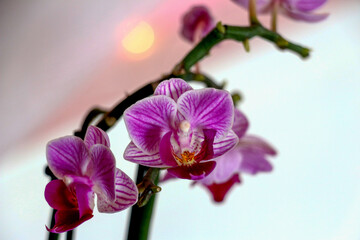Fototapeta na wymiar Orchidee mit Lichtern im Hintergrund