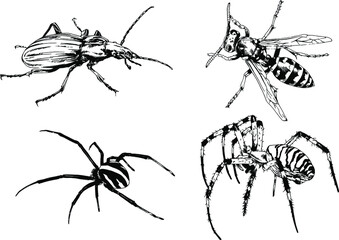 vector drawings sketches different insects bugs Scorpions spiders drawn in ink by hand , objects with no background