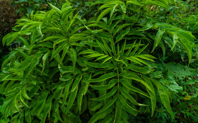 Closeup of green leaves as a background
