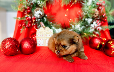 Fototapeta na wymiar puppy with christmas gift, tree and decorations