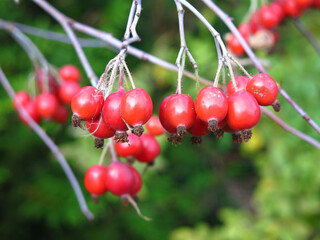 red hawthorn berries hang on a Bush in autumn