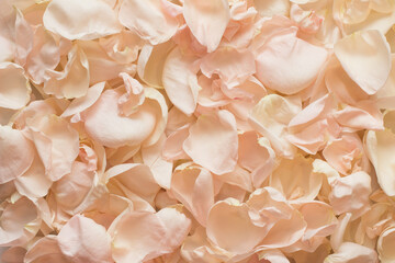 Soft pink rose petals background. Top view. Close up.