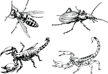 vector drawings sketches different insects bugs Scorpions spiders drawn in ink by hand , objects with no background