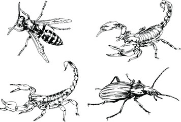 vector drawings sketches different insects bugs Scorpions spiders drawn in ink by hand , objects with no background