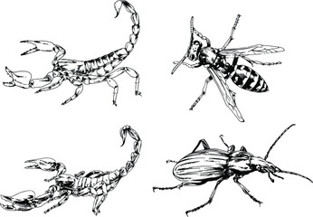 vector drawings sketches different insects bugs Scorpions spiders drawn in ink by hand , objects with no background